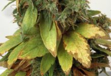 Cannabis medicinal: poder terapéutico sin igual Cannabis medicinal imagen 2
