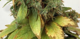 Cannabis medicinal imagen 2