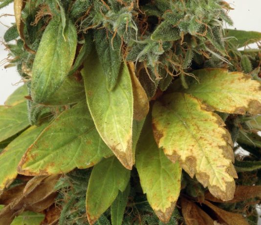 Cannabis medicinal imagen 2