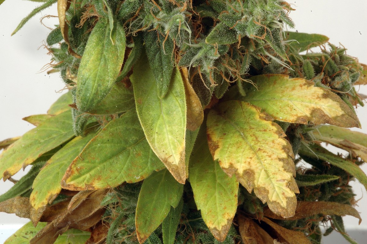 Cannabis medicinal detalle 2