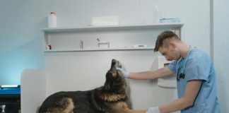 Man in blue scrub suit checking up a dog