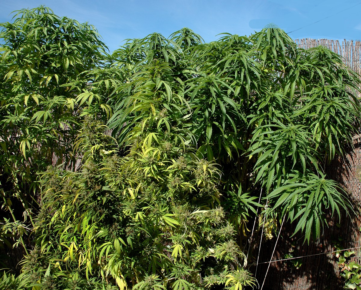 Cannabis medicinal detalle 3