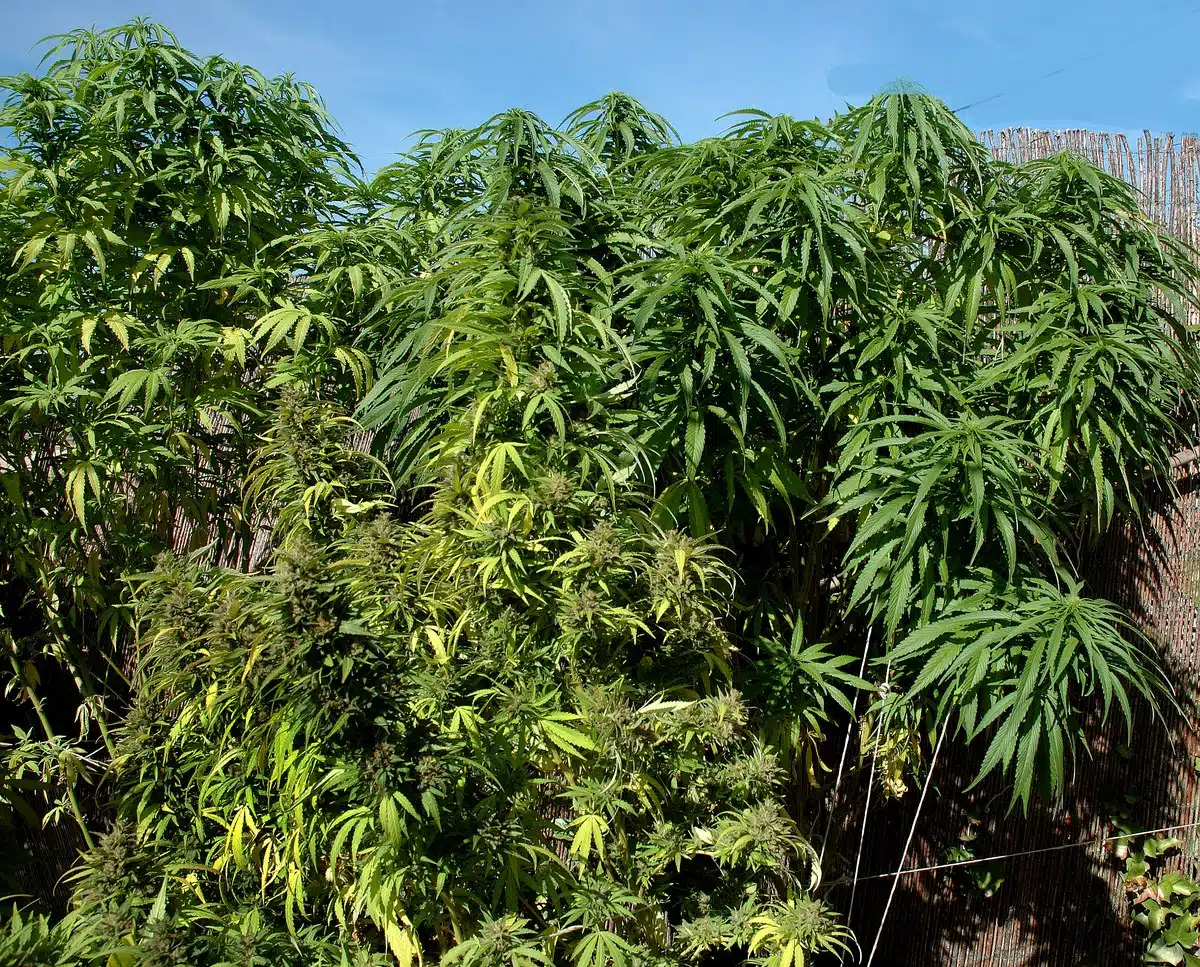 Cannabis medicinal detalle 3