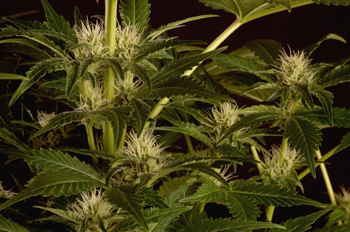 THC y CBD detalle 3