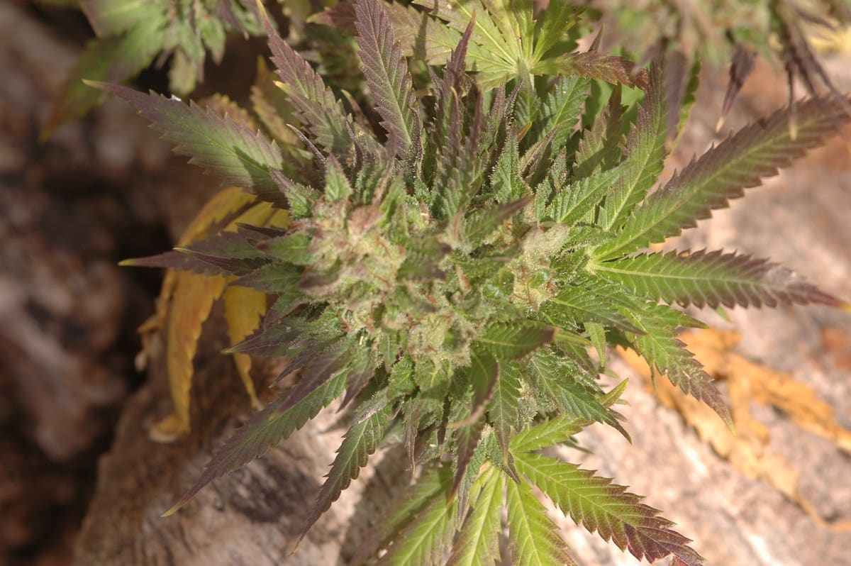 THC y CBD detalle 2