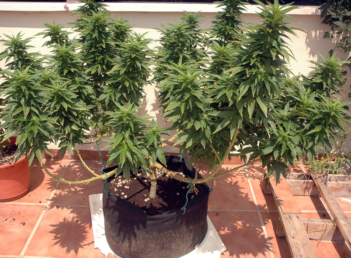 Cannabis medicinal detalle 1