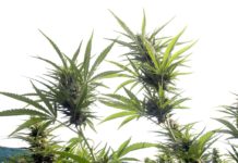 Fiscales estatales presionan contra la prórroga del cáñamo con THC Cannabis medicinal imagen 4