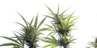 Cannabis medicinal imagen 4