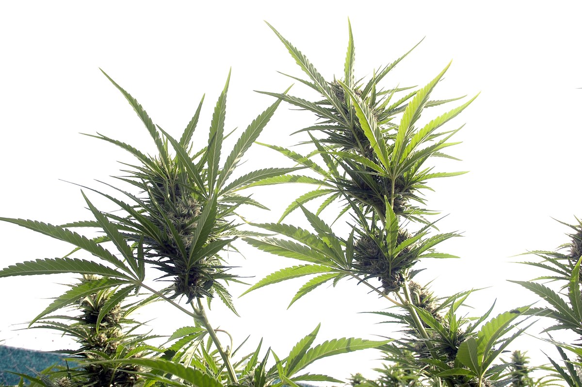 Cannabis medicinal detalle 4