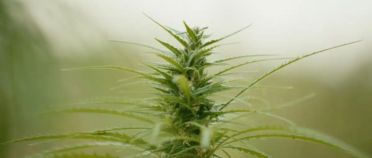 Detalle de una planta de cannabis en el documental The Pl*nt