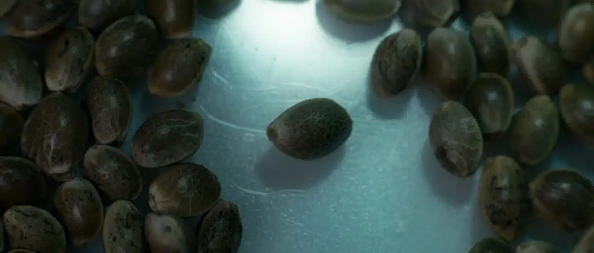 Semillas de cannabis mostradas en el documental The Pl*nt