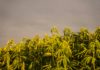 Mesa de trabajo con ordenador y documentos sobre regulaci&oacute;n del cannabis