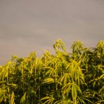 Mesa de trabajo con ordenador y documentos sobre regulaci&oacute;n del cannabis
