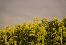 Una empresa de cáñamo desafía a la DEA por el HHC Mesa de trabajo con ordenador y documentos sobre regulación del cannabis