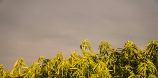 Mesa de trabajo con ordenador y documentos sobre regulaci&oacute;n del cannabis