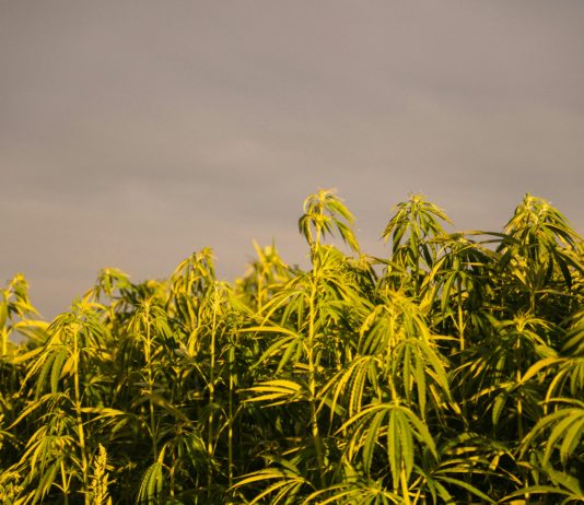 La FDA quiere rastrear conversaciones sobre cannabis en redes Mesa de trabajo con ordenador y documentos sobre regulación del cannabis