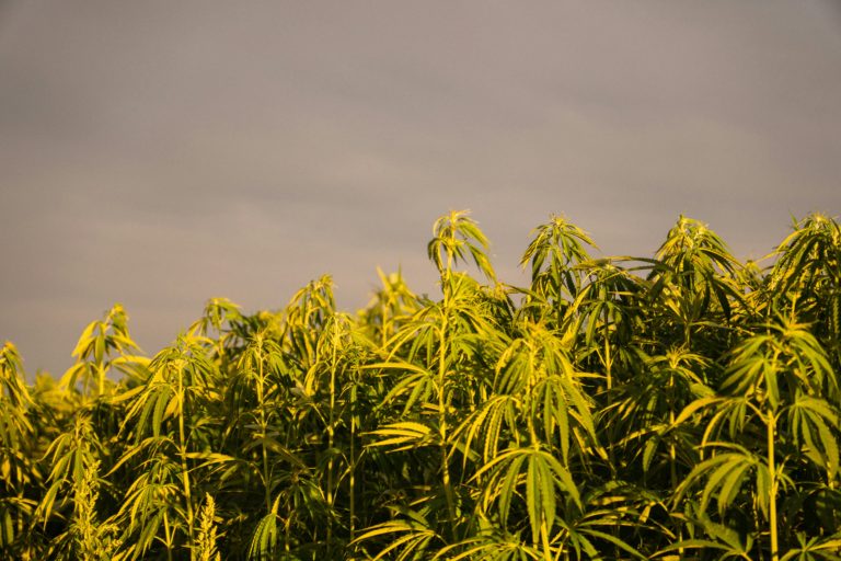 Mesa de trabajo con ordenador y documentos sobre regulación del cannabis