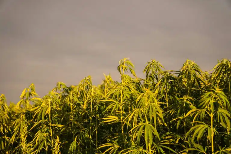 Documentos judiciales relacionados con una decisión sobre cannabis medicinal en Nebraska
