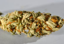 Del cannabis a la psilocibina: qué puede enseñar (y aprender) el movimiento cannábico del renacimiento psicodélico Primer plano macro de un cogollo de cannabis cubierto de tricomas resinosos y pistilos anaranjados.