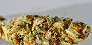 Del cannabis a la psilocibina: qué puede enseñar (y aprender) el movimiento cannábico del renacimiento psicodélico Primer plano macro de un cogollo de cannabis cubierto de tricomas resinosos y pistilos anaranjados.