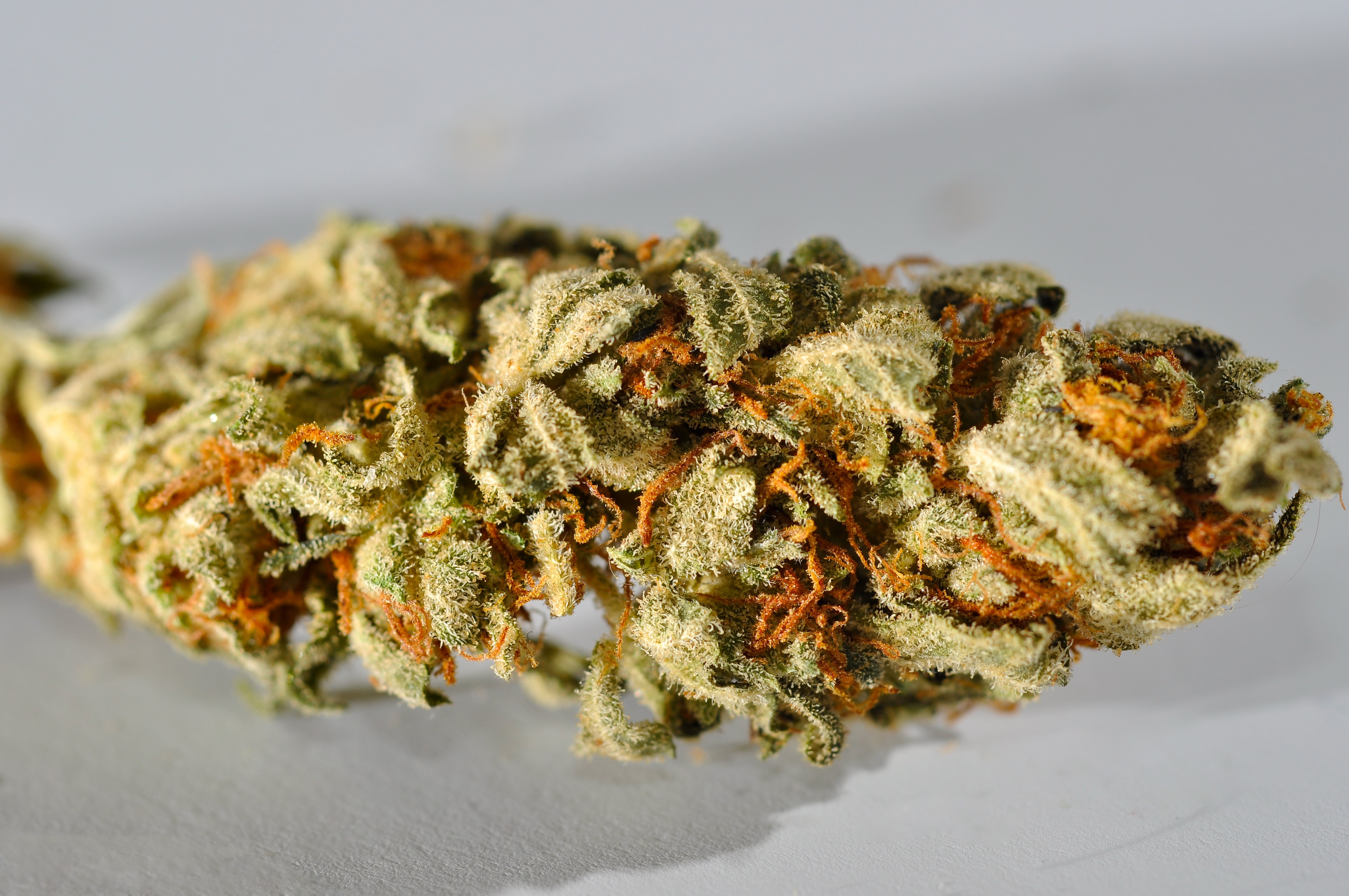 Primer plano macro de un cogollo de cannabis cubierto de tricomas resinosos y pistilos anaranjados.