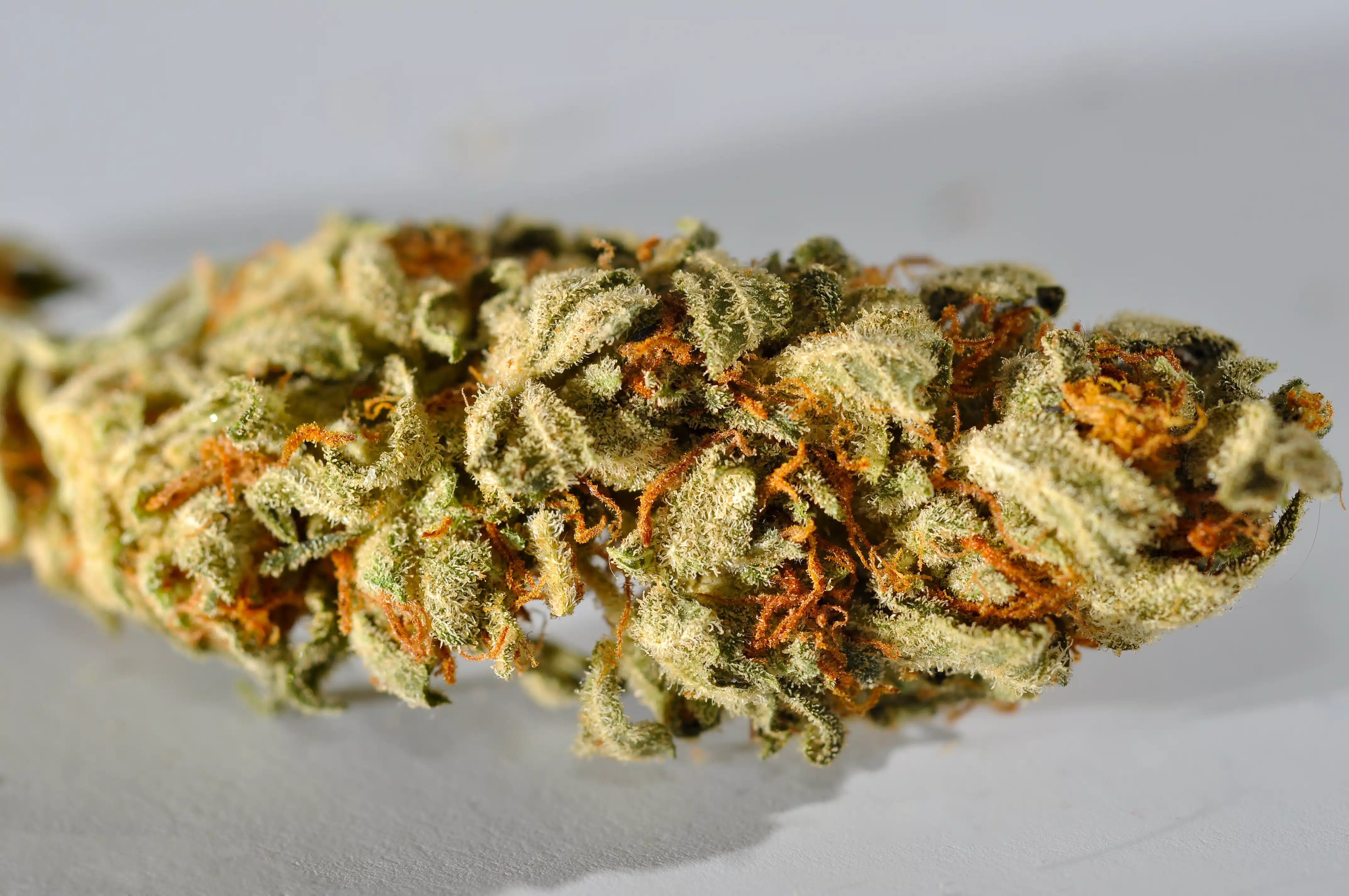 Primer plano macro de un cogollo de cannabis cubierto de tricomas resinosos y pistilos anaranjados.