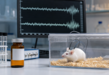 El CBD retrasa la primera convulsión en ratones con enfermedad CLN2 Ratón de laboratorio monitorizado con EEG en un estudio preclínico sobre cannabidiol y enfermedad CLN2