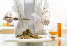 Uruguay muestra a Anvisa su ecosistema de cannabis medicinal Uruguay muestra a Anvisa su ecosistema de cannabis medicinal