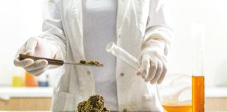 Uruguay muestra a Anvisa su ecosistema de cannabis medicinal