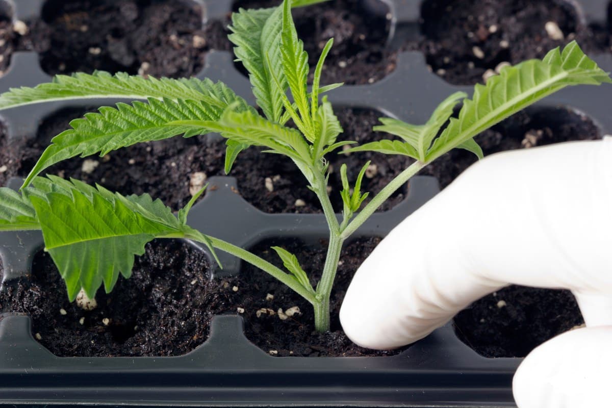 Mano enguantada presionando el sustrato alrededor de un esqueje de cannabis