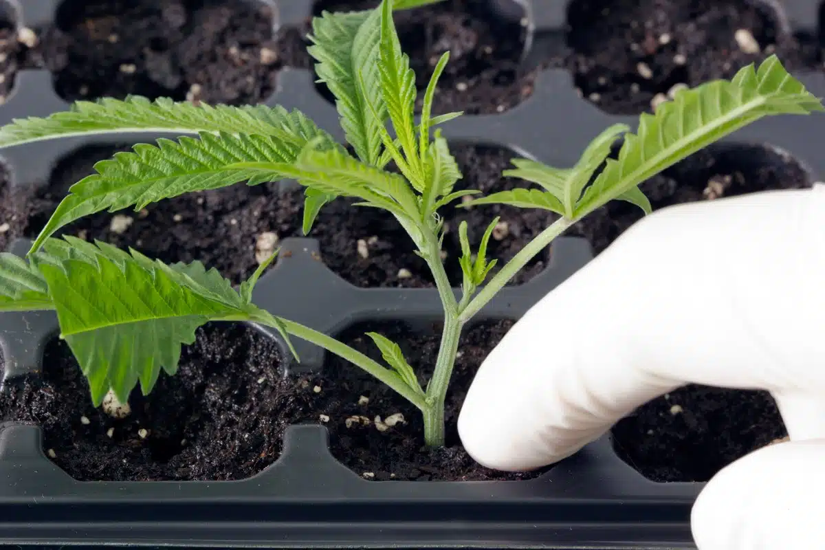Mano enguantada presionando el sustrato alrededor de un esqueje de cannabis