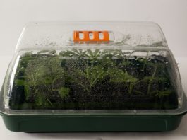Cómo mantener una planta madre de cannabis durante años Bandeja de esquejes cubierta por una tapa transparente con gotas de condensación