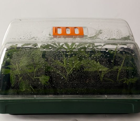 Cómo mantener una planta madre de cannabis durante años Bandeja de esquejes cubierta por una tapa transparente con gotas de condensación