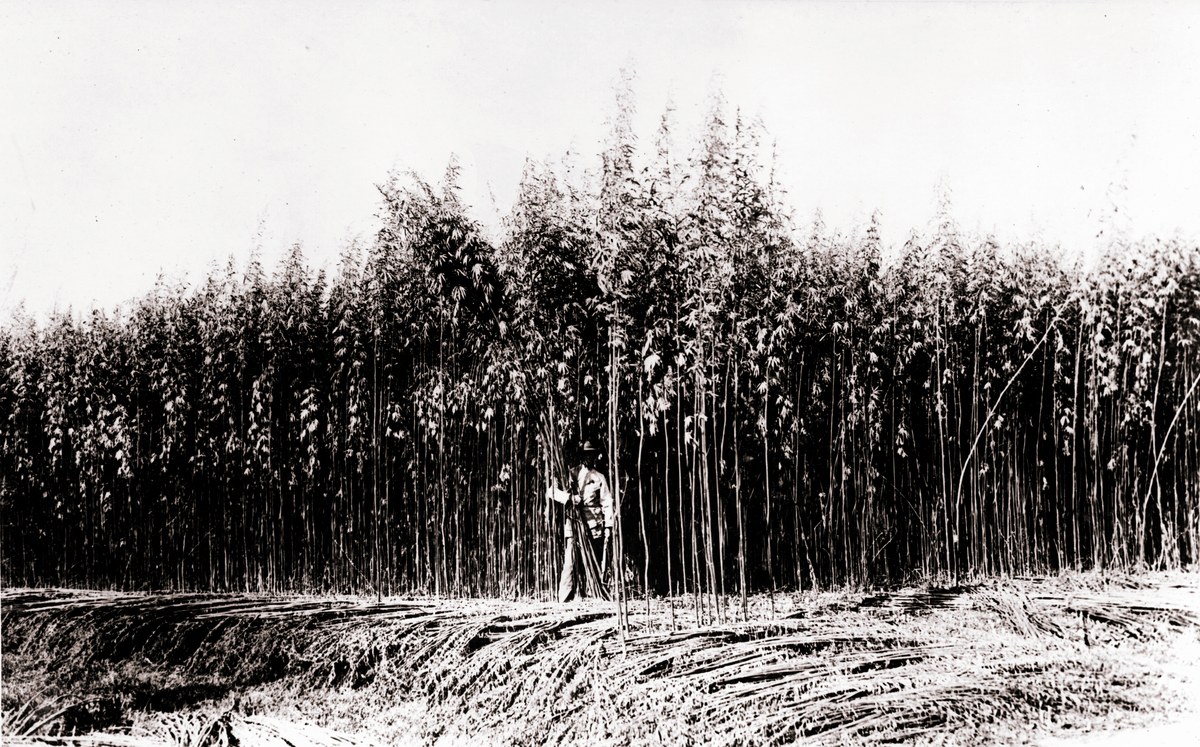 Trabajador ante un extenso cultivo de altas plantas, en una fotograf&iacute;a hist&oacute;rica en blanco y negro