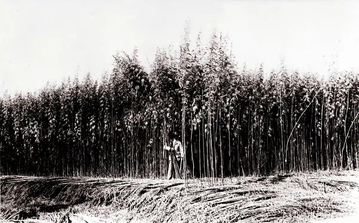 Trabajador ante un extenso cultivo de altas plantas, en una fotograf&iacute;a hist&oacute;rica en blanco y negro
