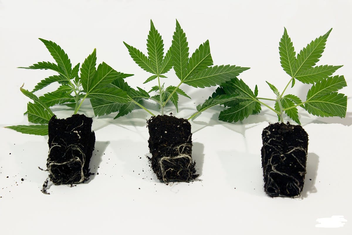 Tres esquejes de cannabis enraizados con sus cepellones y raíces visibles