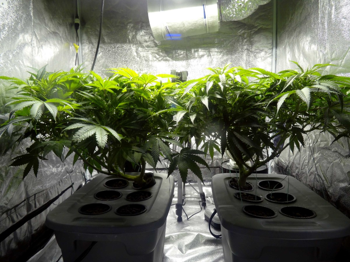 Plantas de cannabis en contenedores hidropónicos dentro de un armario reflectante