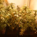 Plantas de cannabis en floración cultivadas en bandejas bajo una intensa luz cálida