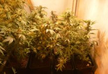 Plantas de cannabis en floración cultivadas en bandejas bajo una intensa luz cálida