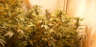 Plantas de cannabis en floraci&oacute;n cultivadas en bandejas bajo una intensa luz c&aacute;lida