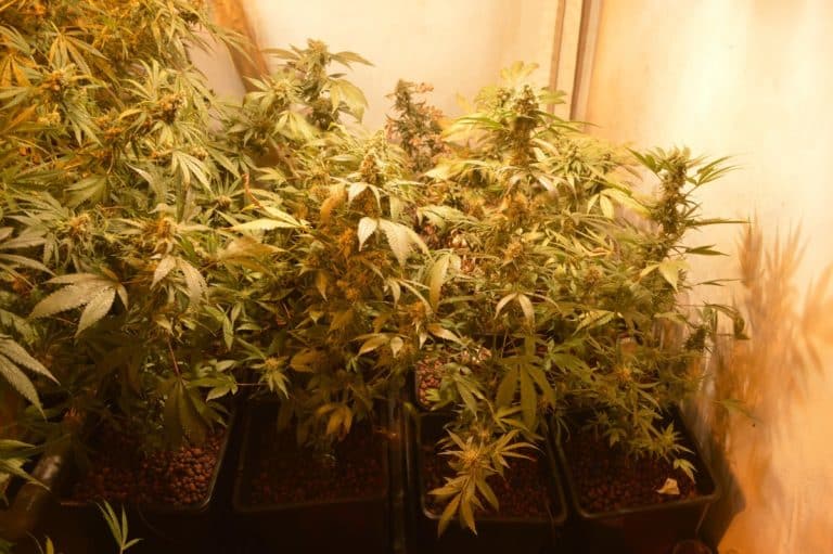 Plantas de cannabis en floración cultivadas en bandejas bajo una intensa luz cálida