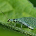 Crisopa verde de largas antenas y alas transparentes posada en el borde piloso de una hoja.