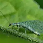 Crisopa verde de largas antenas y alas transparentes posada en el borde piloso de una hoja.