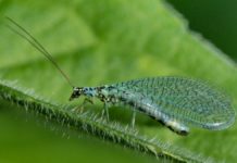 Control biológico de plagas en cultivos de cannabis Crisopa verde de largas antenas y alas transparentes posada en el borde piloso de una hoja.