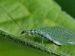 Control biológico de plagas en cultivos de cannabis Crisopa verde de largas antenas y alas transparentes posada en el borde piloso de una hoja.