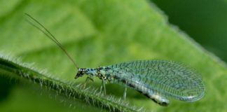 Crisopa verde de largas antenas y alas transparentes posada en el borde piloso de una hoja.