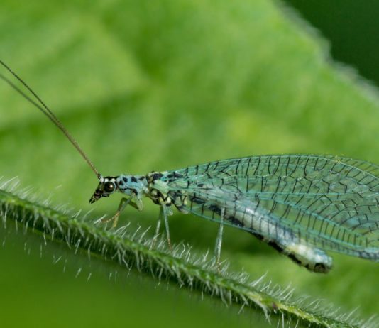 Control biológico de plagas en cultivos de cannabis Crisopa verde de largas antenas y alas transparentes posada en el borde piloso de una hoja.