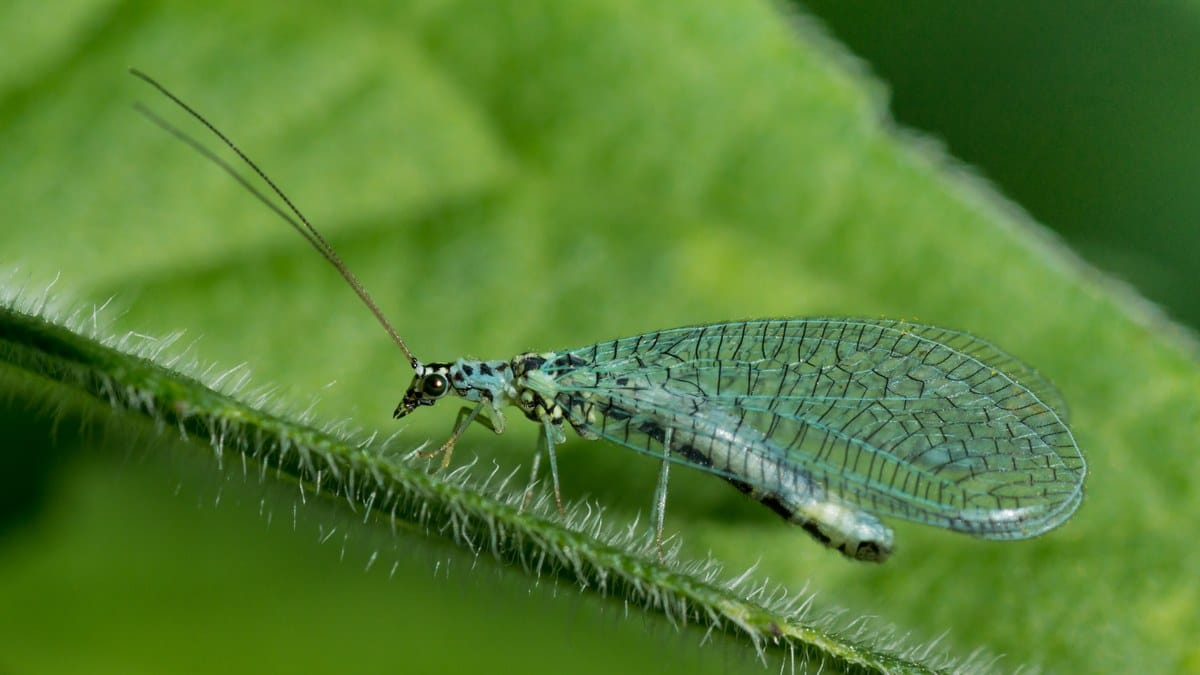 Crisopa verde de largas antenas y alas transparentes posada en el borde piloso de una hoja.