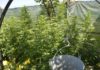 Hachís en Galicia: historia y manufactura artesanal Cultivo exterior de plantas de cannabis junto a un cubo suspendido y una malla de ocultación