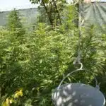 Cultivo exterior de plantas de cannabis junto a un cubo suspendido y una malla de ocultaci&oacute;n